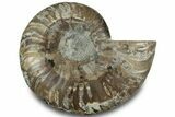 Cut & Polished Ammonite Fossil (Half) - Madagascar #323319-1